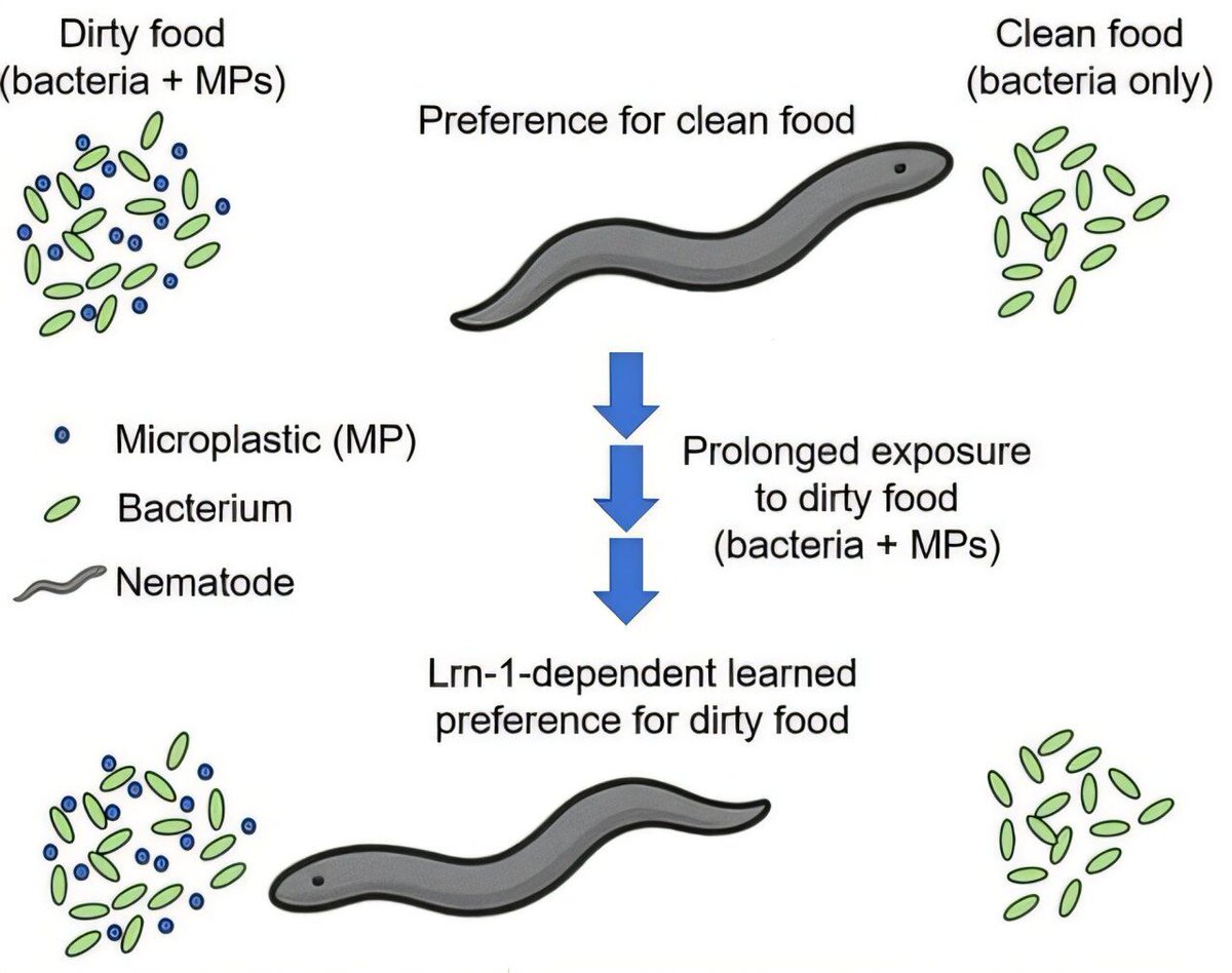 FutureFactual's tweet image. 🔍 Read: Hong Kong Polytechnic University scientists report that multigenerational exposure to microplastic-contaminated prey reverses natural food preferences in nematodes, revealing a learned attraction to contaminated prey.
phys.org/news/2025-07-n…