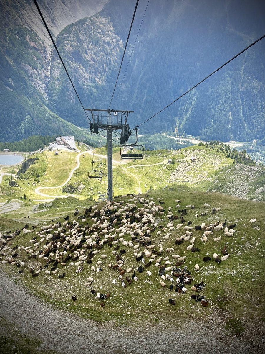 guidemark's tweet image. Lots of sheep &amp;amp; goats out today at La Flegere