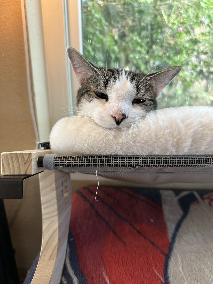 ShrimpGritsCats's tweet image. Grits has been working hard on perfecting his version of Old Man Face and I think he nailed it!