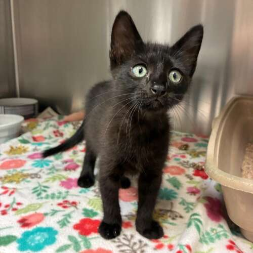 Web Wiz (@digita1_magic) on Twitter photo Nine rescue cats, kittens, and dogs are heading from Texas to Illinois for new homes and second chances! Follow their journey and learn how to help at <a href="/ahconnects/">Adele Hurdle</a>. dailyherald.com/20250723/news/… Nine rescue cats, kittens, and dogs are heading from Texas to Illinois for new homes and second chances! Follow their journey and learn how to help at <a href="/ahconnects/">Adele Hurdle</a>. dailyherald.com/20250723/news/…