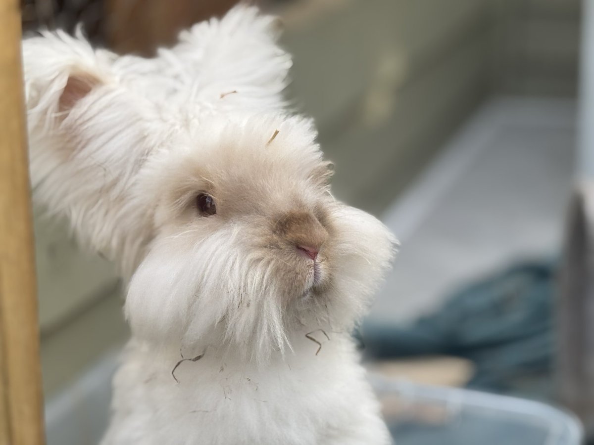 chrisbunnyguy's tweet image. Today I spent the day @carrotcottagerr and got some pics of one of their star buns….