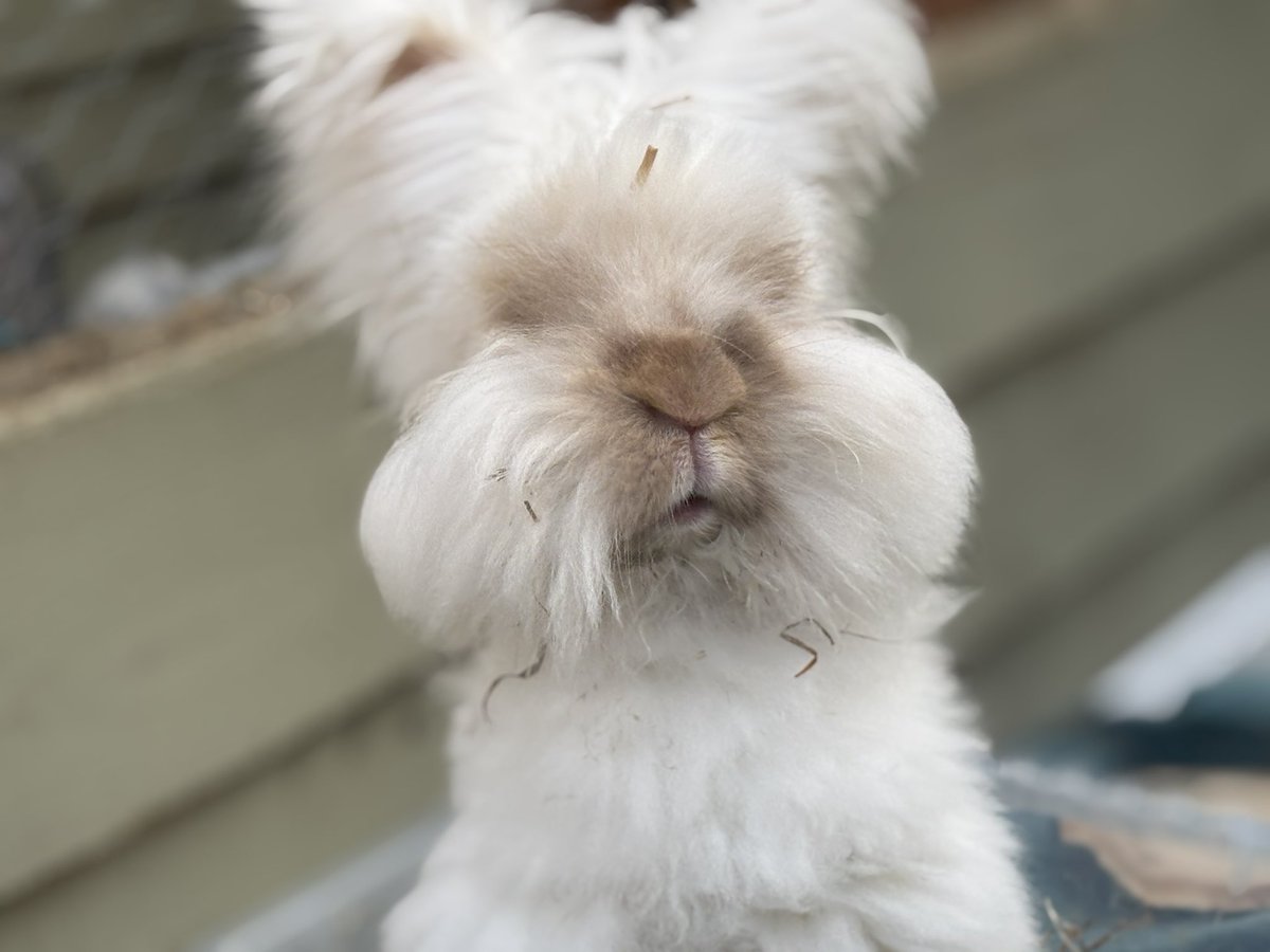 chrisbunnyguy's tweet image. Today I spent the day @carrotcottagerr and got some pics of one of their star buns….