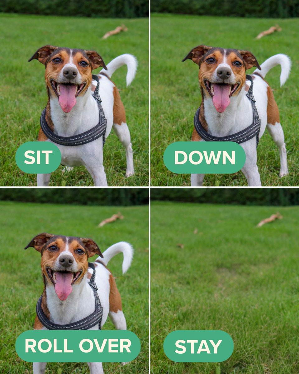 Selective hearing at its finest 🎧🐶😅

"Stay”? Never heard of it. 👀

#SelectiveHearing #DogPersonality #DrMartyPets #FunnyDogs #DogHumor #RelatablePup