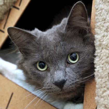 Meet Kismet (10yrs) This handsome devil has a secret...he's quite the ladies man. With his brilliant olive green eyes and purr motor that doesn't quit, he's bound to capture the heart of anyone he meets! #AdoptDontShop 🐾 sfspca.org/sfspca-adoptio…