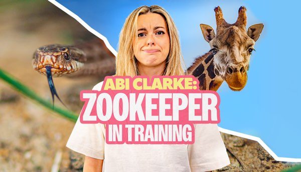 Apple Podcasts (@applepodcasts) on Twitter photo Meet comedian <a href="/abiclarkecomedy/">Abi Clarke</a>, the newest Zookeeper in Training at <a href="/chesterzoo/">Chester Zoo</a>. 🐘
Over the course of six weeks, Abi has to prove that she is worthy of a full-time job at the zoo–and overcome her fear of crocodiles.
apple.co/AbiClarkePod Meet comedian <a href="/abiclarkecomedy/">Abi Clarke</a>, the newest Zookeeper in Training at <a href="/chesterzoo/">Chester Zoo</a>. 🐘
Over the course of six weeks, Abi has to prove that she is worthy of a full-time job at the zoo–and overcome her fear of crocodiles.
apple.co/AbiClarkePod