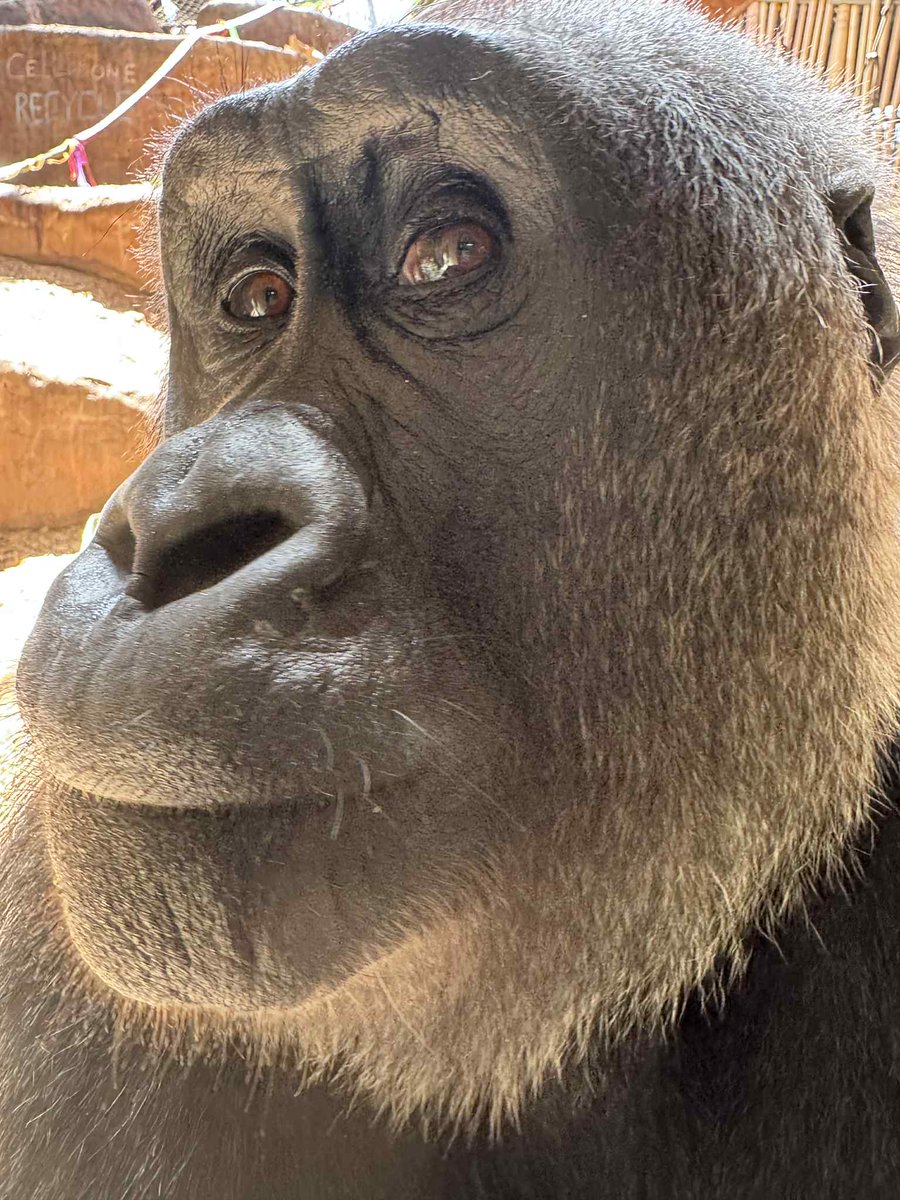 calgaryzoo's tweet image. Did you know western lowland gorillas can be ID’d by their unique nose prints? 👃 Behaviours & physical traits can also help distinguish each individual. We can’t wait for you to meet our newest troop member, 'Johari', once her quarantine ends.
#YourZooYYC
📷: The Toronto Zoo