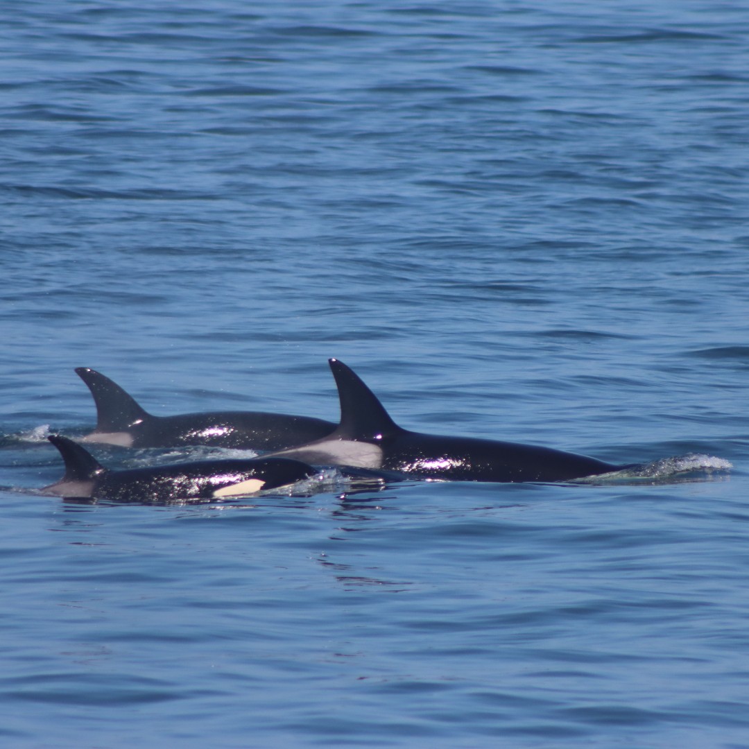 Orca Spirit (@orcaspiritvic) on Twitter photo Bigg’s orcas & humpbacks spotted off Victoria🐋 Bigg’s orcas hunt marine mammals, while humpbacks filter-feed on krill & small fish. Two very different diets, all part of the Salish Sea’s rich marine ecosystem💙
📸: Briar Blomberg
<a href="/victoriavisitor/">Destination Greater Victoria</a> @tvictweets Bigg’s orcas & humpbacks spotted off Victoria🐋 Bigg’s orcas hunt marine mammals, while humpbacks filter-feed on krill & small fish. Two very different diets, all part of the Salish Sea’s rich marine ecosystem💙
📸: Briar Blomberg
<a href="/victoriavisitor/">Destination Greater Victoria</a> @tvictweets