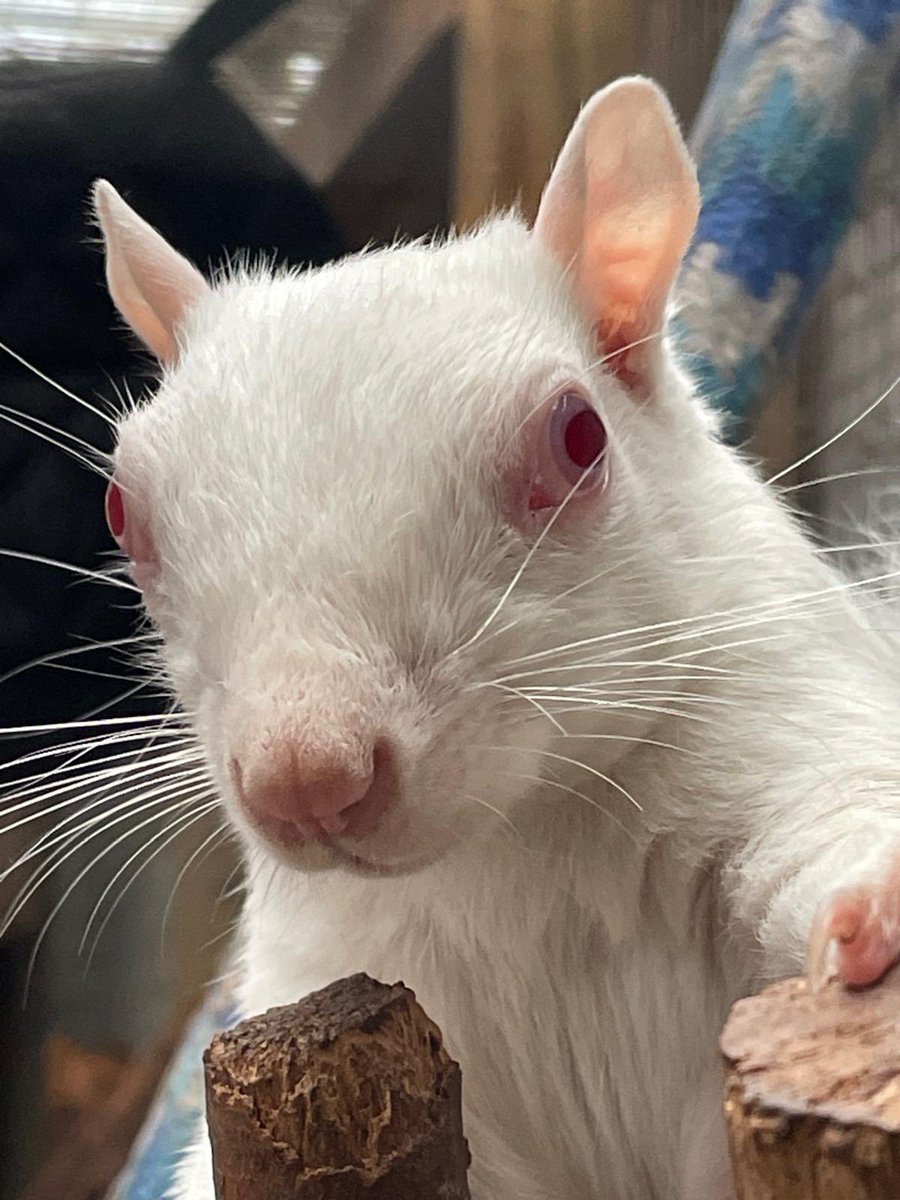 AllumPaul's tweet image. Wow 🤍🐿️🐿️🐿️🐿️ hitchinsquirrelrescue.co.uk