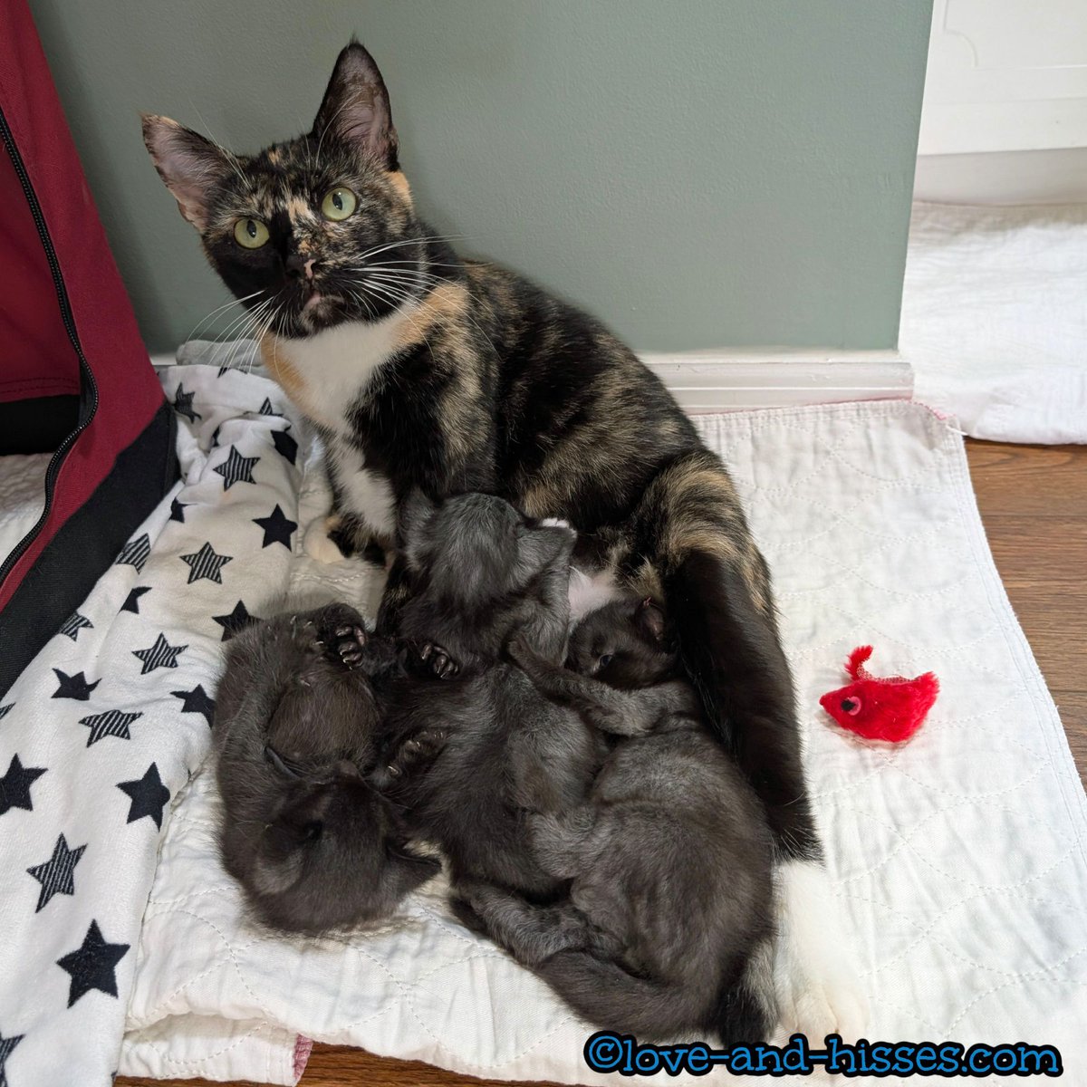 RobynAnderson's tweet image. Lilia's all "I was playing with my favorite red mousie, and these three came over and piled on me. Isn't it time for them to head off to college?"