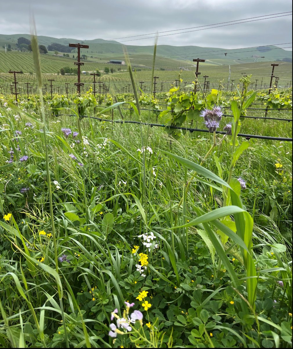 Beneficial insects are a healthy part of any ecosystem and especially true for orchards and vineyards. 
 
An orchard or vineyard with a thriving population of beneficial predator insects experiences much less pest pressure and higher productivity. 

That's why we carry a wide