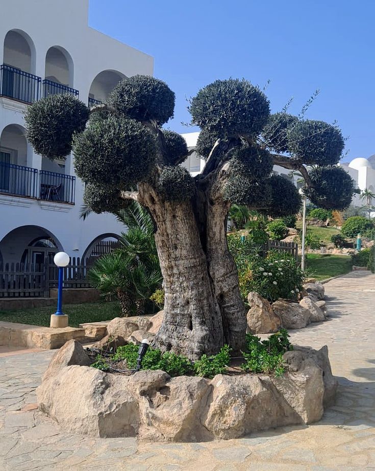 arboles_magicos's tweet image. Alguien plantó este olivo con las manos llenas de tierra y la espalda rota de trabajar. No lo hizo por estética ni por capricho. Lo hizo con la esperanza de que algún día diera fruto. De que su familia pudiera alimentarse. De que ese árbol significara un futuro.
Durante años lo…