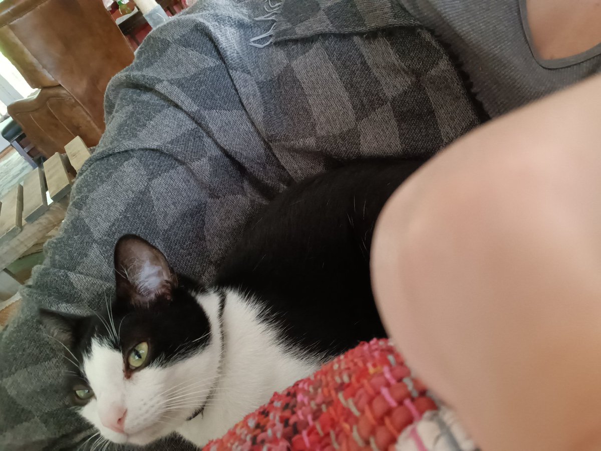 🍄✨️HIATUS✨️🍄 tweet media