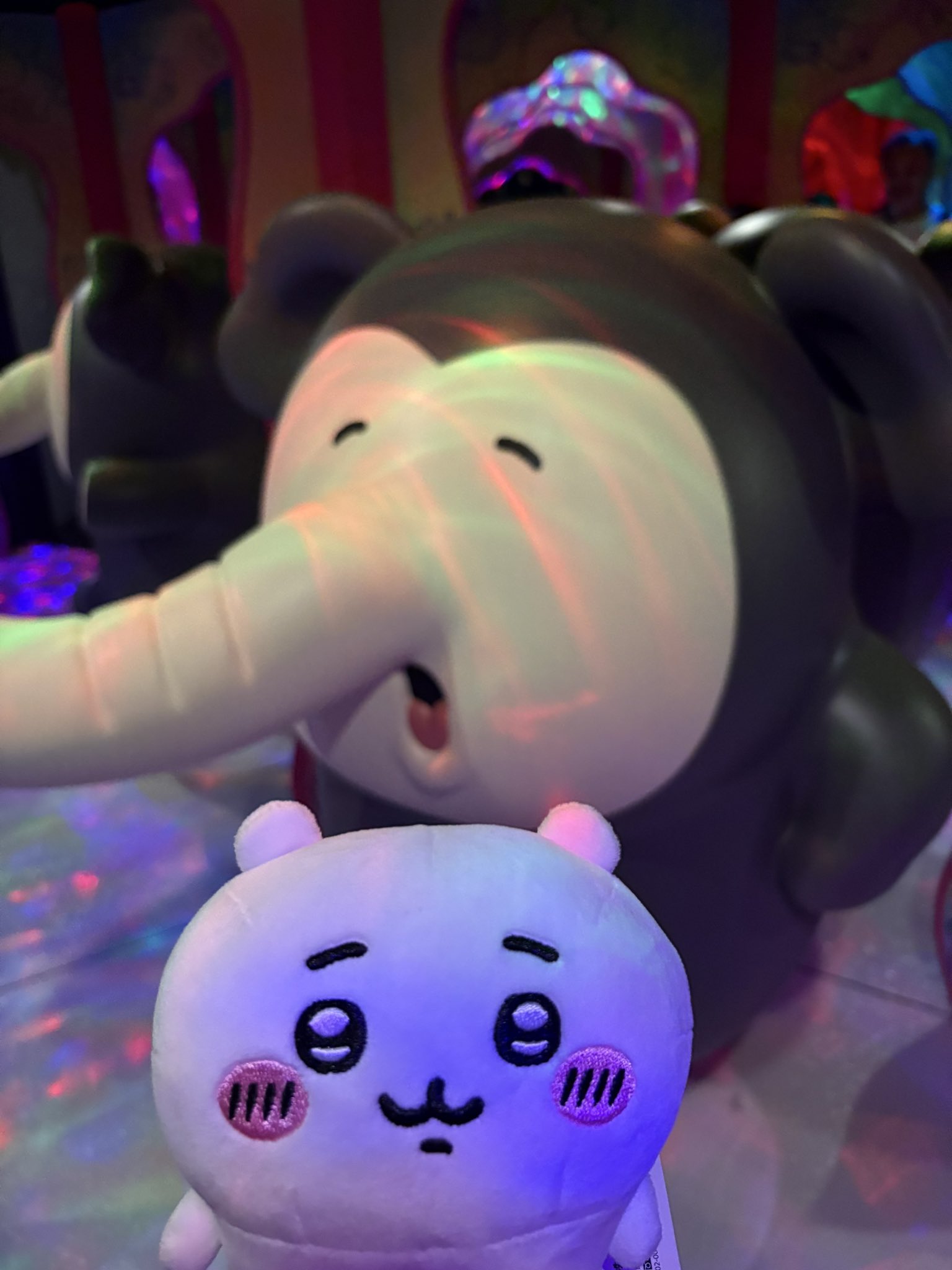 さめ72（本物） (@SAMEX_1u2y) / X