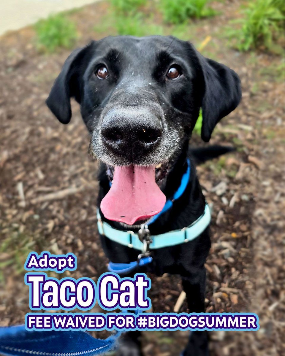 🌮🐈 Forwards and backwards, Taco Cat has it all! The perfect mix of playful and polite, goofy and mature, this Labrador Retriever mix will win your heart over faster than you can say "fetch!" #BigDogSummer
joybound.org/adopt/