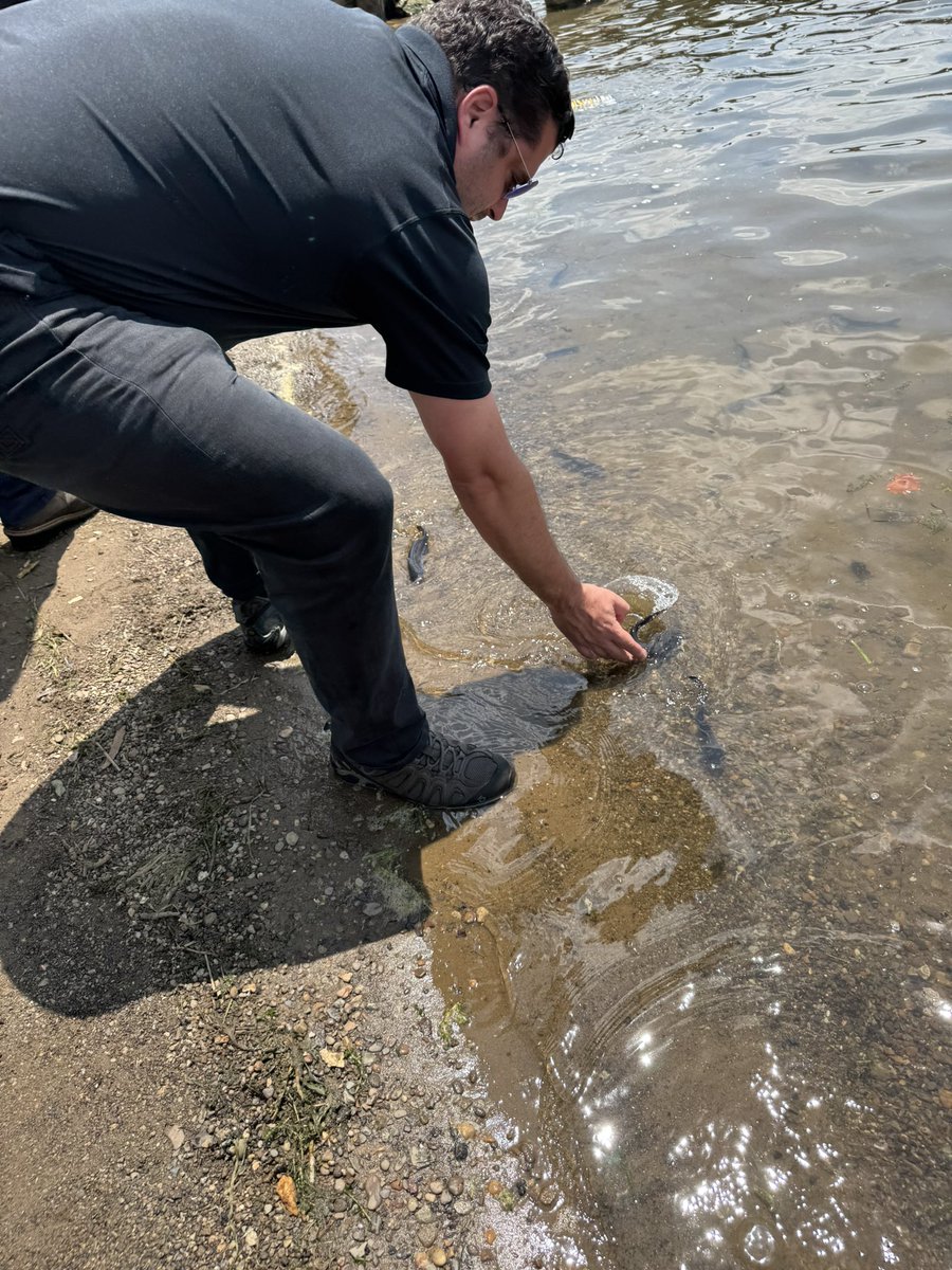SenRobinsonPA's tweet image. A popular sport fish comes home! After falling victim to pollution over 100 yrs ago, it was great to help @pafishandboat reintroduce more native Blue Catfish to our now cleaner rivers. About 2300 yearlings were set loose at the Leetsdale Borough Boat Launch today.