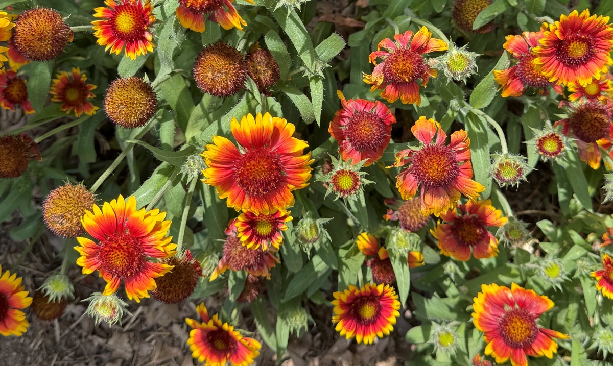 metro_parks's tweet image. Looking to reduce or eliminate herbicides in your Wild Back Yard? Interpretive Naturalist Karen shares her tips to avoid using herbicides at home in our latest blog post. Read now at ow.ly/gAUS50WrW40.