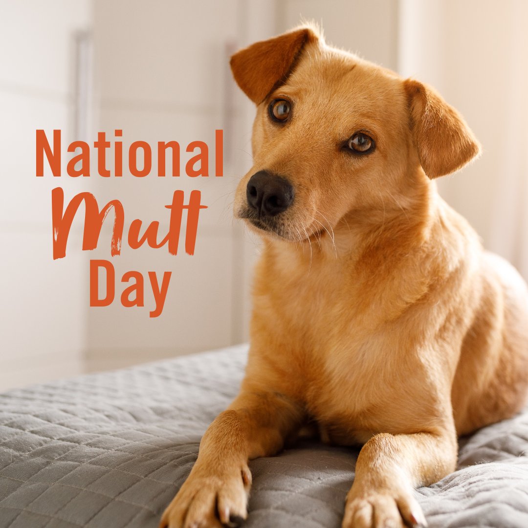 Today we’re celebrating the lovable, one-of-a-kind pups that keep us smiling every day. Happy National Mutt Day! 🐶❤️ Treat your best friend to the wholesome goodness of Chicken Soup for the Soul Pet Food, because every mutt deserves a bowl full of love.
