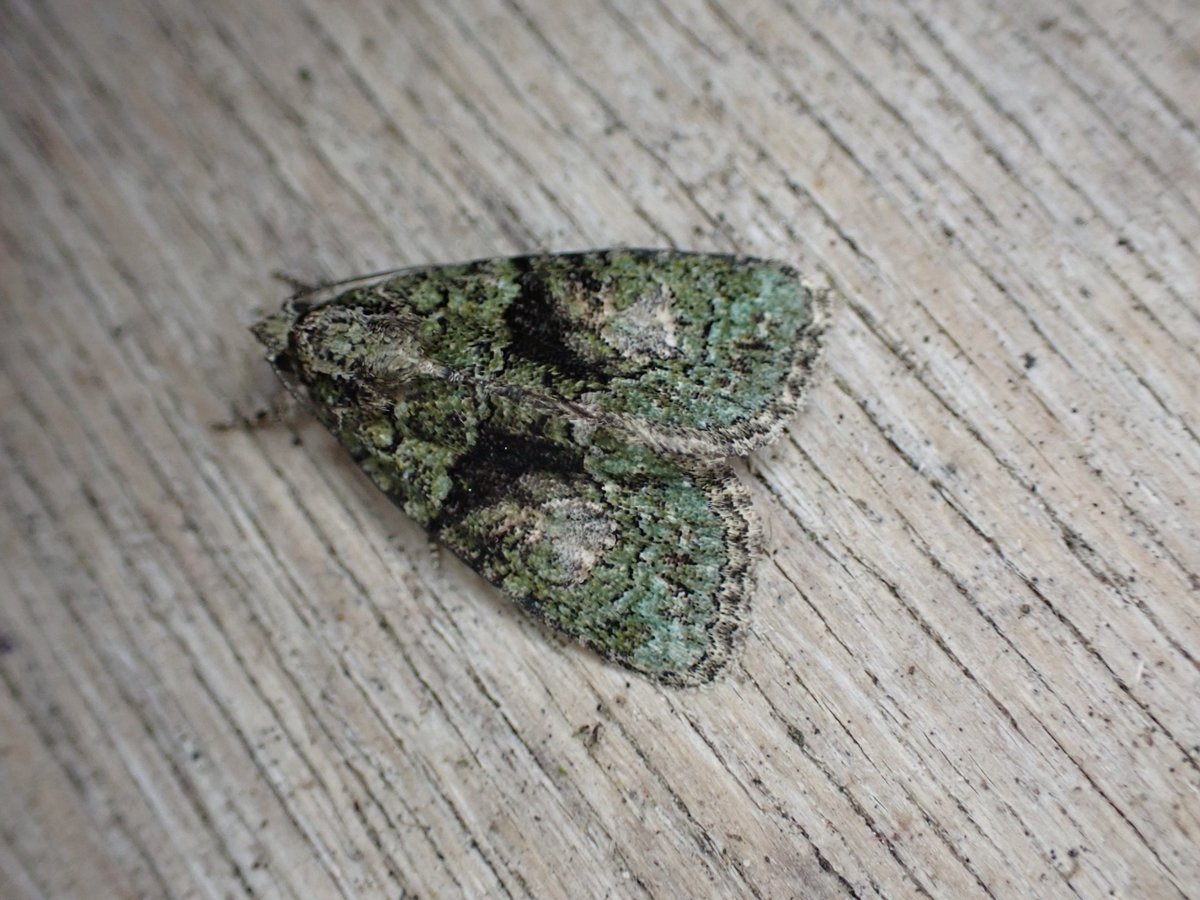 markhows's tweet image. A modest 54 species in my VC29 Garden this morning with a nice diversity of species, but not many micros