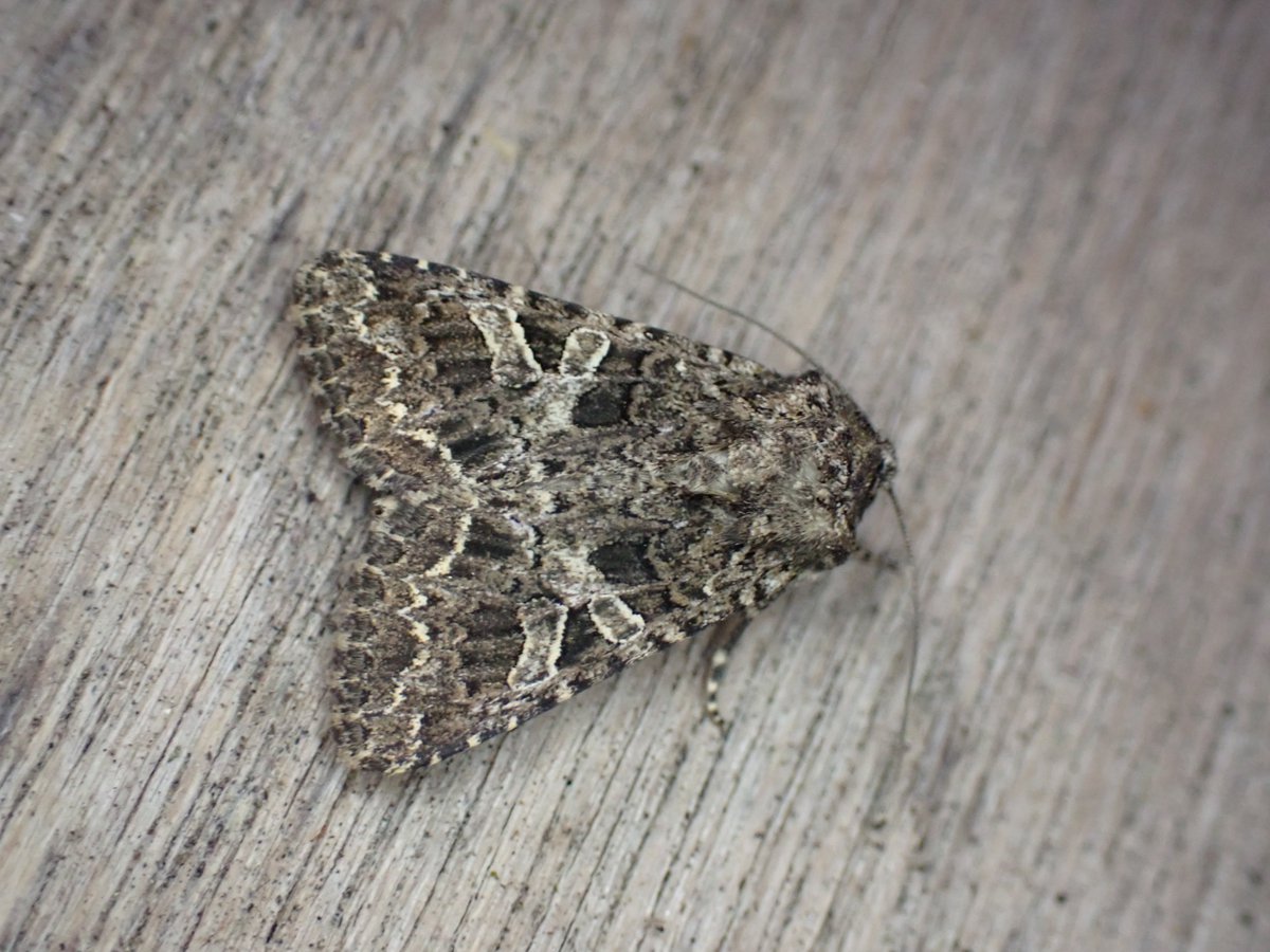 markhows's tweet image. A modest 54 species in my VC29 Garden this morning with a nice diversity of species, but not many micros