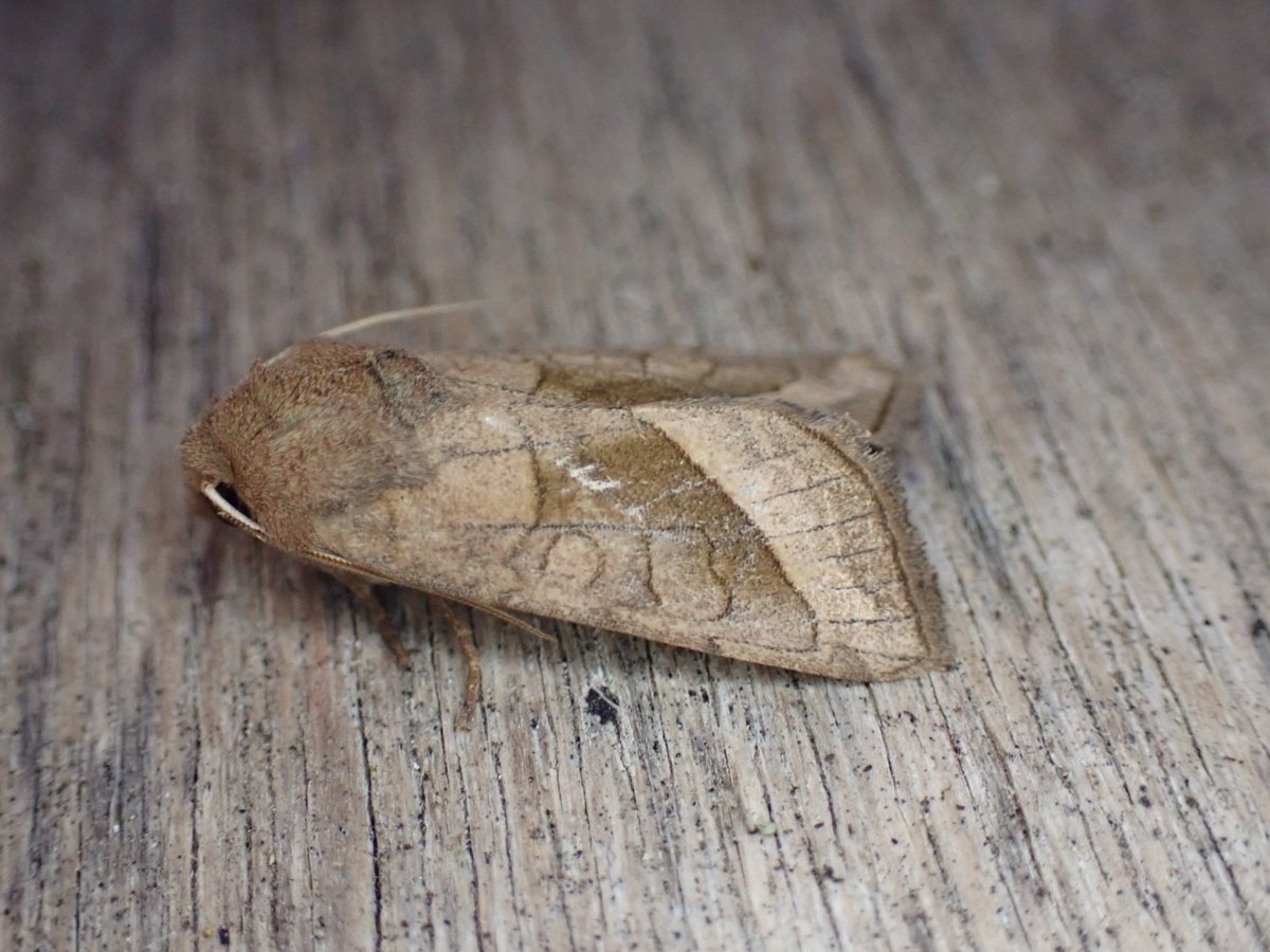 markhows's tweet image. A modest 54 species in my VC29 Garden this morning with a nice diversity of species, but not many micros