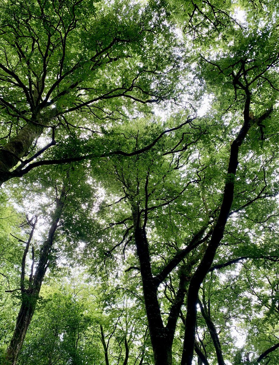 emma_nibhroin's tweet image. Yes, I’m pinging you from under a tree. But a journalist needed comments, and I’m not about to disappoint!! 🌳