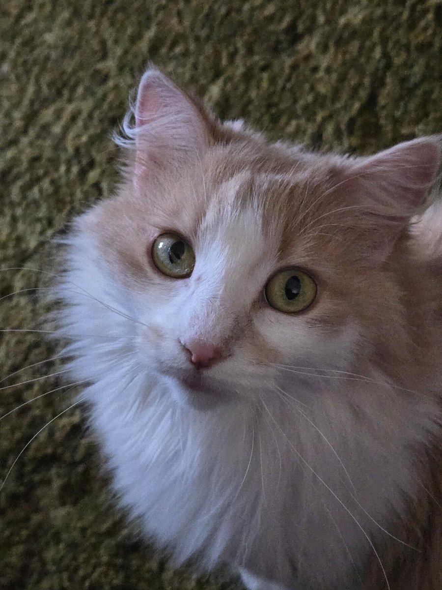 sland38's tweet photo. @Sandi_BB_Lover Sending you strength. And an adorable kitty picture. https://t.co/ieybqyKoRv