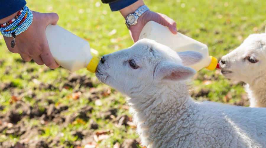 FarmersGuide's tweet image. ❌ Farmers running public lamb-feeding events have been advised to avoid offering close contact with animals, such as holding, cuddling and kissing lambs ❌
farmersguide.co.uk/livestock/live…
#LambFeeding #LambCuddling #FarmSafety #AnimalWelfare #OpenFarm #FarmAnimals #Lambs