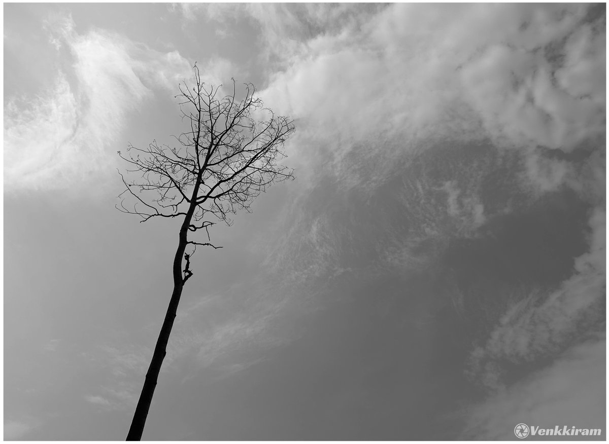 venkkiram's tweet image. The value of a single tree… QP or share yours.

Mine, 👇

Strength doesn’t need a crowd.

#venkkiclicks #SingleTree #NatureSoul #TreeStories #SilentStrength #MonochromeMagic #NatureInFocus #SkyAndTree #NaturePhotography #BlackAndWhitePhotography