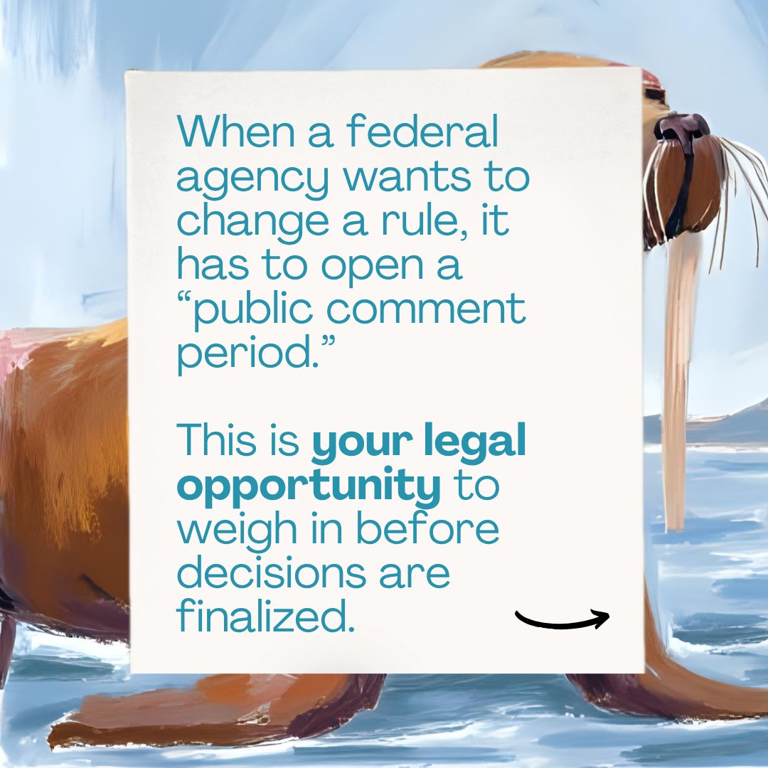 alaskawild's tweet image. Some people write love letters.
We write public comments.

Same energy, just directed at saving 13 million acres of the Western Arctic. 

📢 Read why speaking up actually works:
🔗 bit.ly/4mhUZ3z