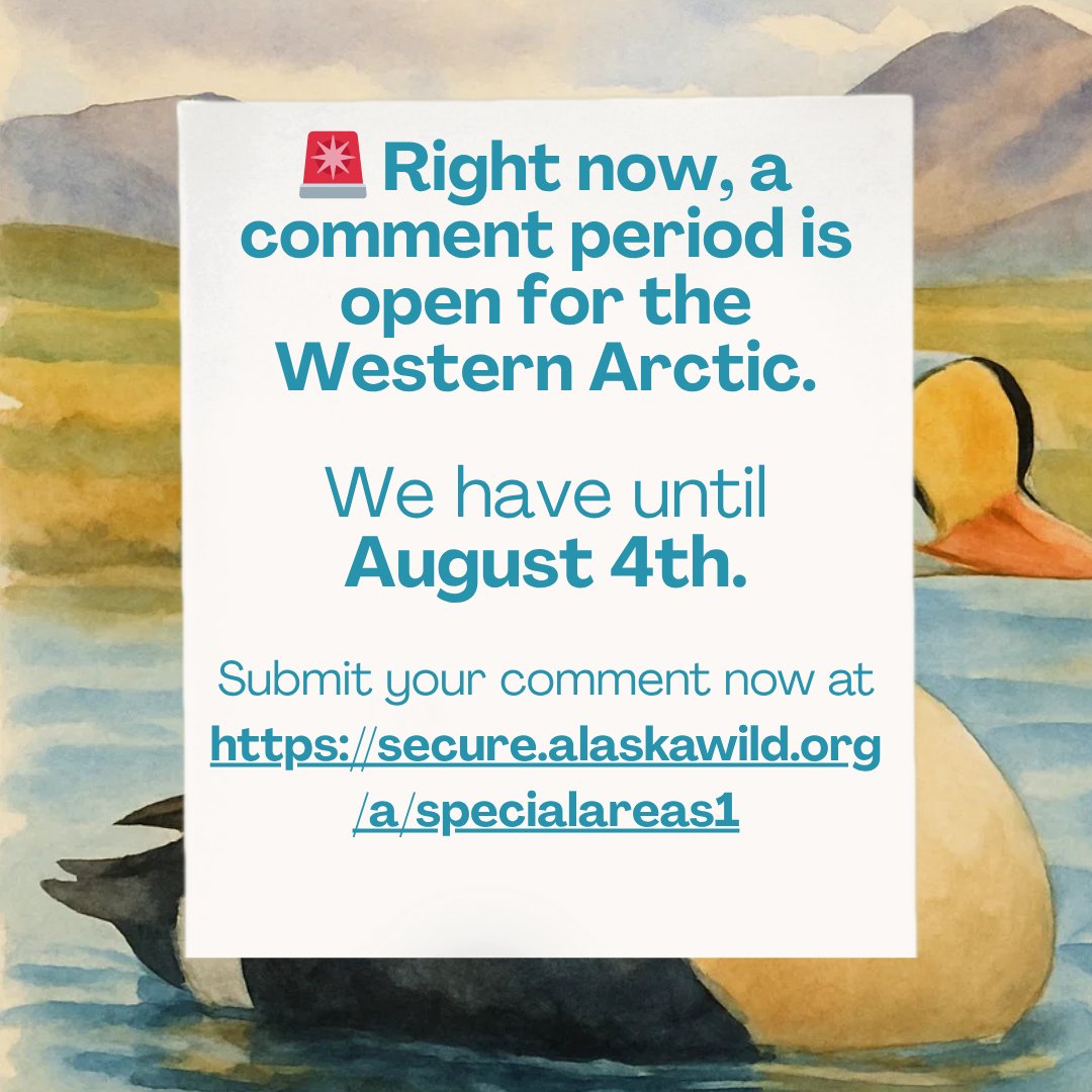 alaskawild's tweet image. Some people write love letters.
We write public comments.

Same energy, just directed at saving 13 million acres of the Western Arctic. 

📢 Read why speaking up actually works:
🔗 bit.ly/4mhUZ3z