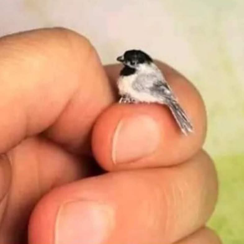 UnReTuit's tweet image. Este es el segundo pajarito mas pequeño del mundo. El primero es el de Mauro Icardi