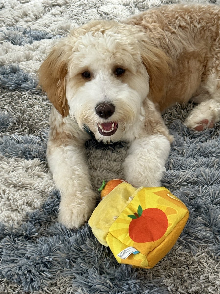 slevy48's tweet photo. When your puppy is overjoyed with his Fresh Squeaked OJ! #dogsofBARK https://t.co/ZoBsz9eeg5