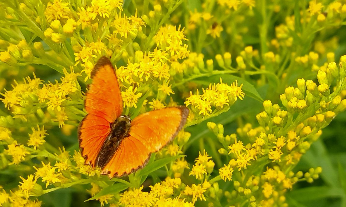Gullris med oransjegullvinge.