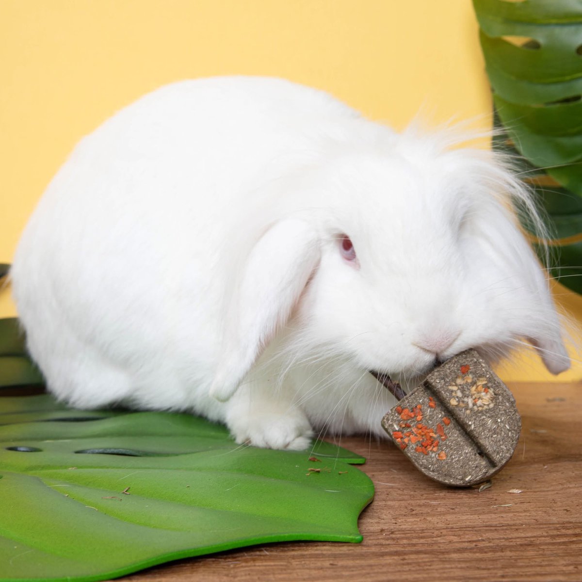 HouseRabbit's tweet image. Treat your rabbit to summertime fun with our July specials at the HRS Hop Shop! π Whether you're planning a birthday bash or just want to brighten their day, we've got tasty treats and toys to match the mood.
Browse now at shop.houserabbit.org ποΈπ We ship nationwide!