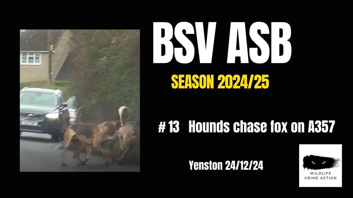 So, it was unlucky 13 for the good people of Yenston, when the BSV dropped in on Christmas Eve to hunt foxes across the super busy A357. 
That's thirteen incidents of anti-social behaviour by this out-of-control hunt in the period between September and Christmas Eve...given the
