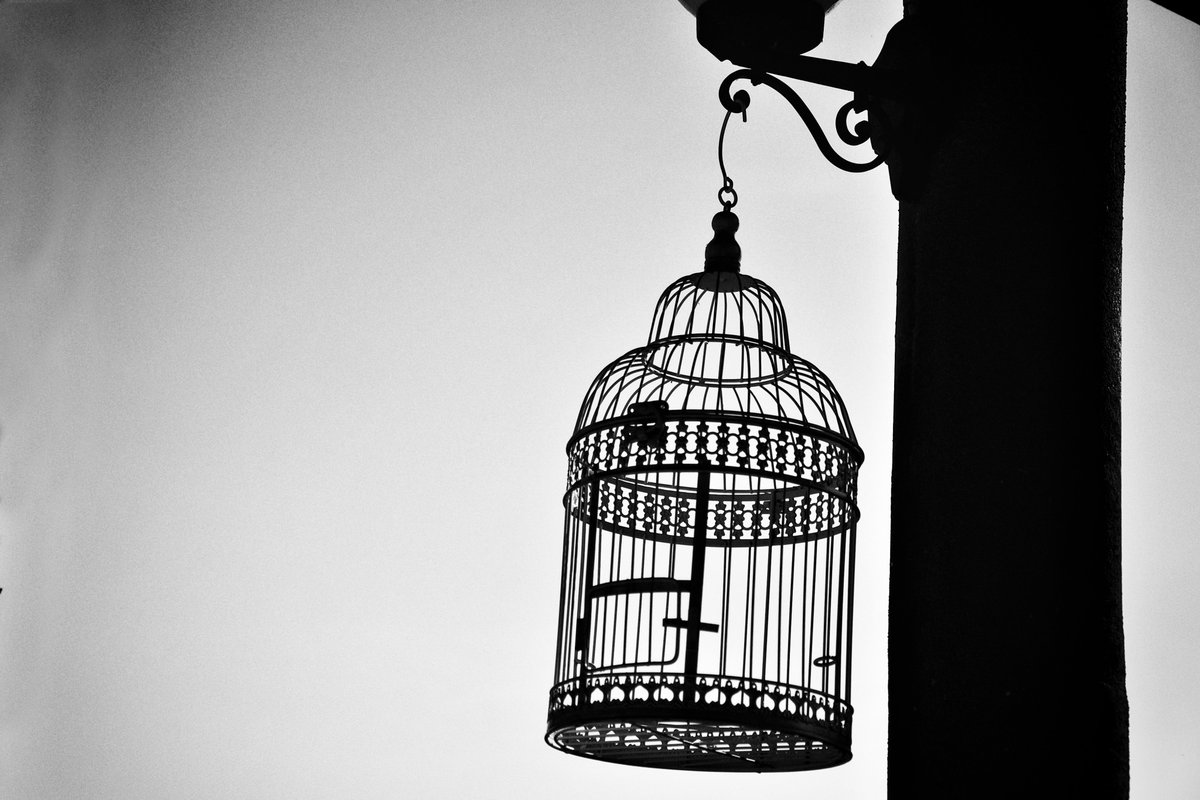 PhotograArtWork's tweet image. Good night 🌙
Photography yet available on my @objktcom
"Empty cage"
3/5 edition
objkt.com/tokens/KT1SzpZ…