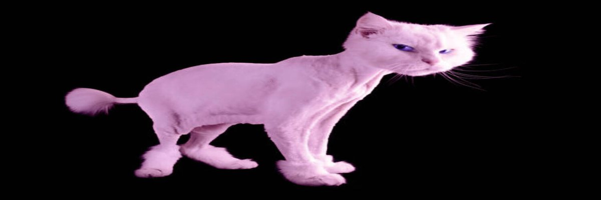 baldcatcrypto's tweet photo. We finally launched, like to support this cat https://t.co/5DMQnWMDsS