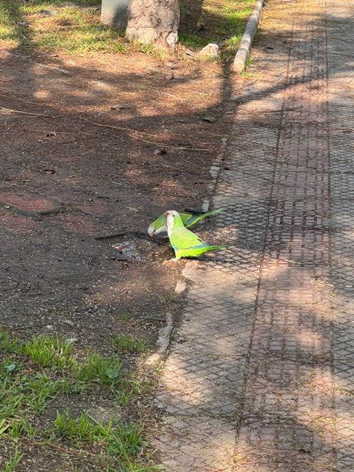claudio_cra's tweet photo. Me gustan las palomas que tenemos en #Providencia https://t.co/6xA7lH8Amm