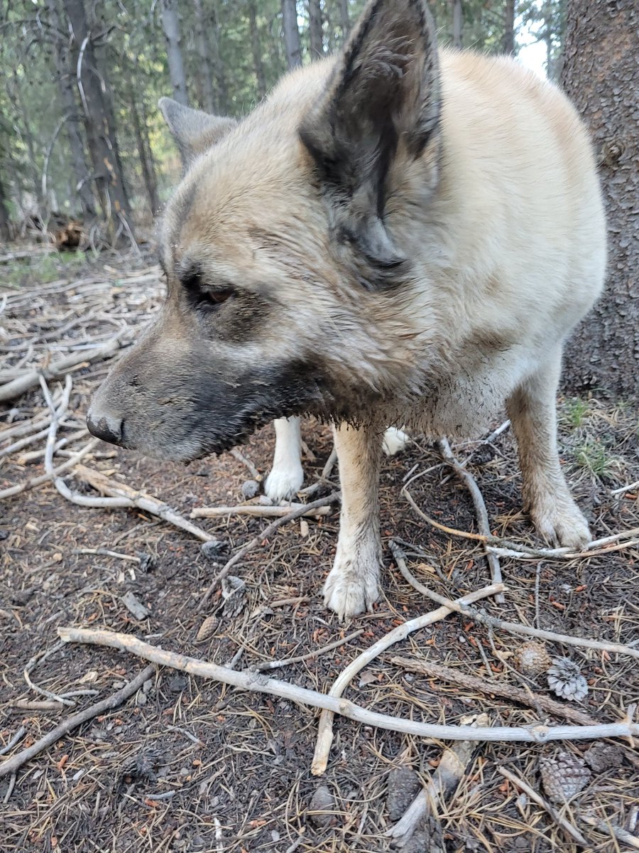 ExtraSaltedNuts's tweet image. There's always that one dog.
The one who will find a skunk, no matter where they are. And, even though they KNOW spicy squirrels are bad news, still have to piss them off anyway.
...on the camping trip.
Oh well. Boiled sage does decently in lieu of shampoo.