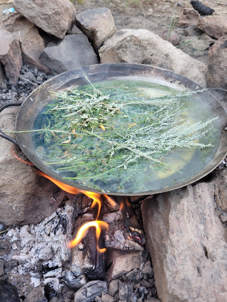 ExtraSaltedNuts's tweet image. There's always that one dog.
The one who will find a skunk, no matter where they are. And, even though they KNOW spicy squirrels are bad news, still have to piss them off anyway.
...on the camping trip.
Oh well. Boiled sage does decently in lieu of shampoo.