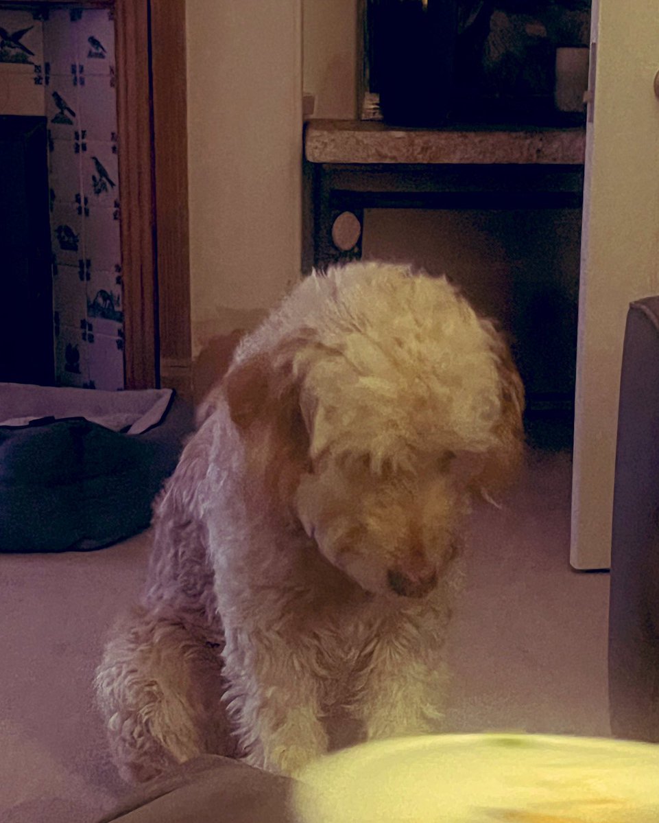 TashP351's tweet image. Earlier, I told Barney to take a minute and think about what he had done (ripping up Paddington’s new toy) and why.
Turns out, his best thinking is done near us, when we have kebabs.