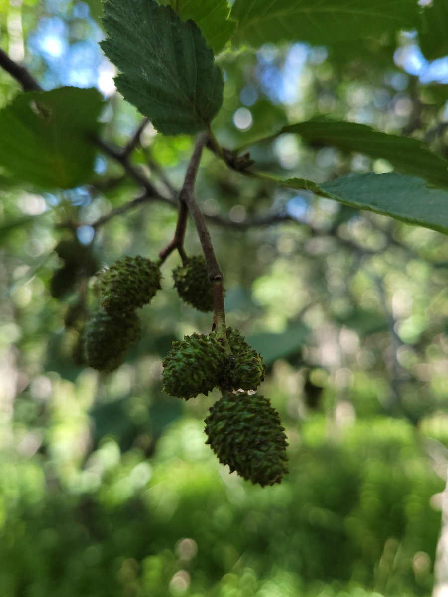 ExtraSaltedNuts's tweet image. Wildflowers were spectacular.