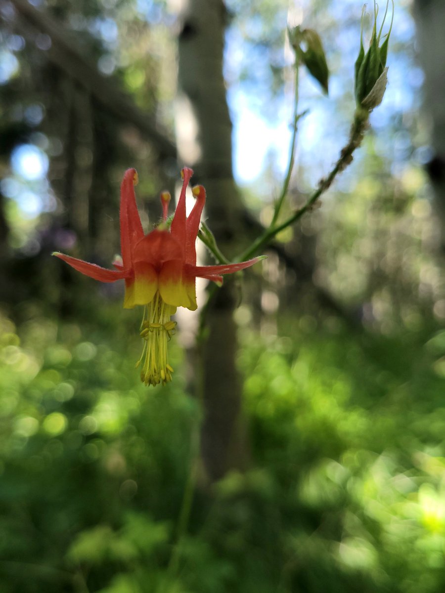 ExtraSaltedNuts's tweet image. Wildflowers were spectacular.