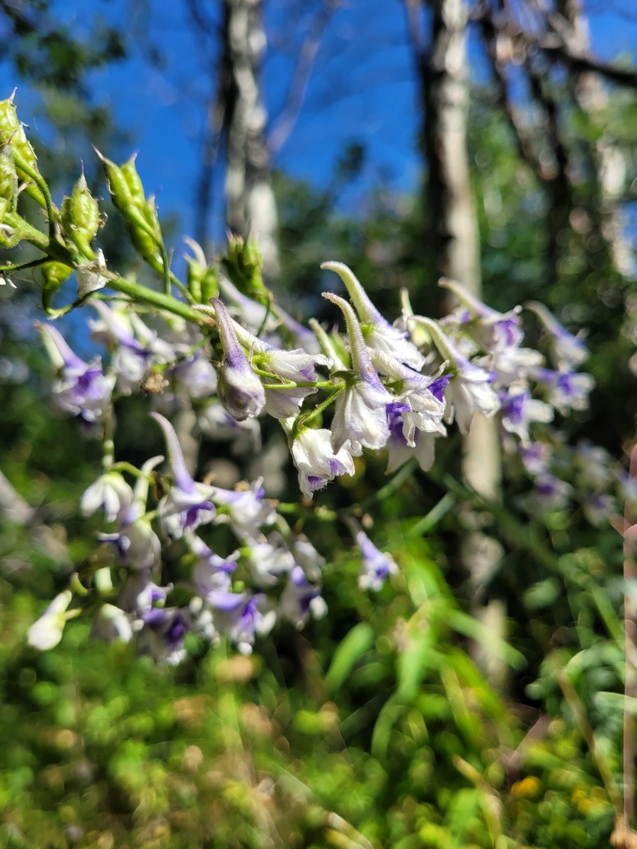 ExtraSaltedNuts's tweet image. Wildflowers were spectacular.