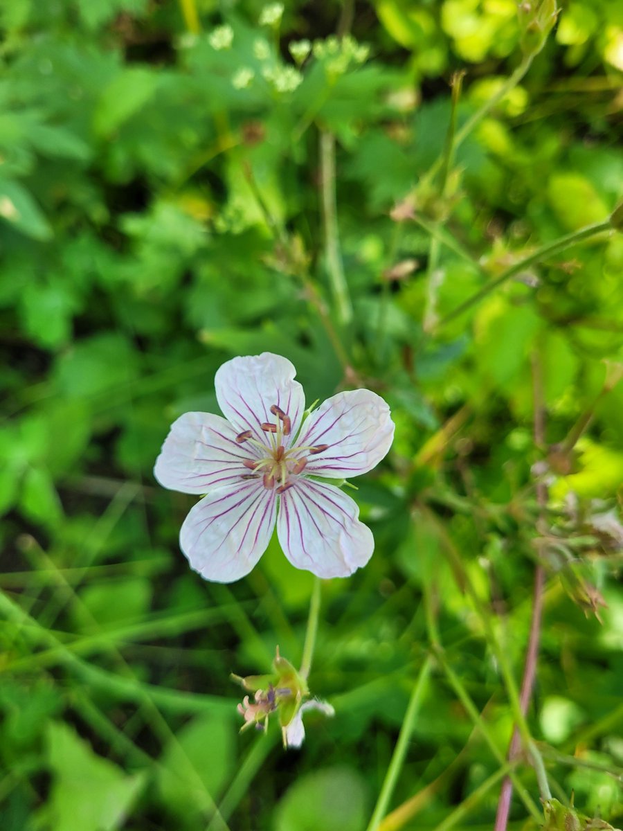 ExtraSaltedNuts's tweet image. Wildflowers were spectacular.