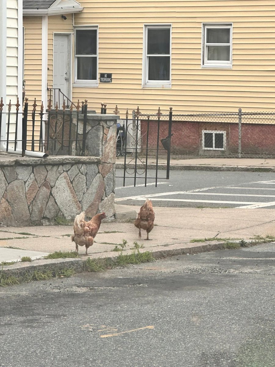 metro_notify's tweet image. Sent in from a follower in Fall River. Anyone lose Chickens on Vale St????