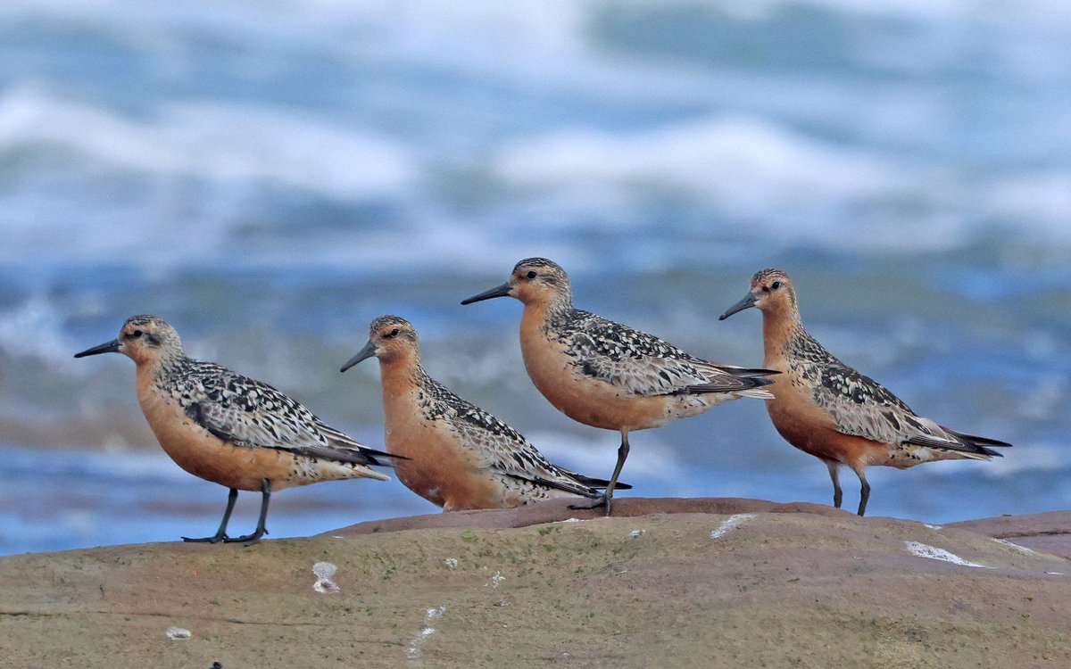 Splash of colour in the Beacon point HT roost this afternoon with a flock of 20 summer plumaged Knot. (Also 12 Roseate Terns incl. 5 juveniles)