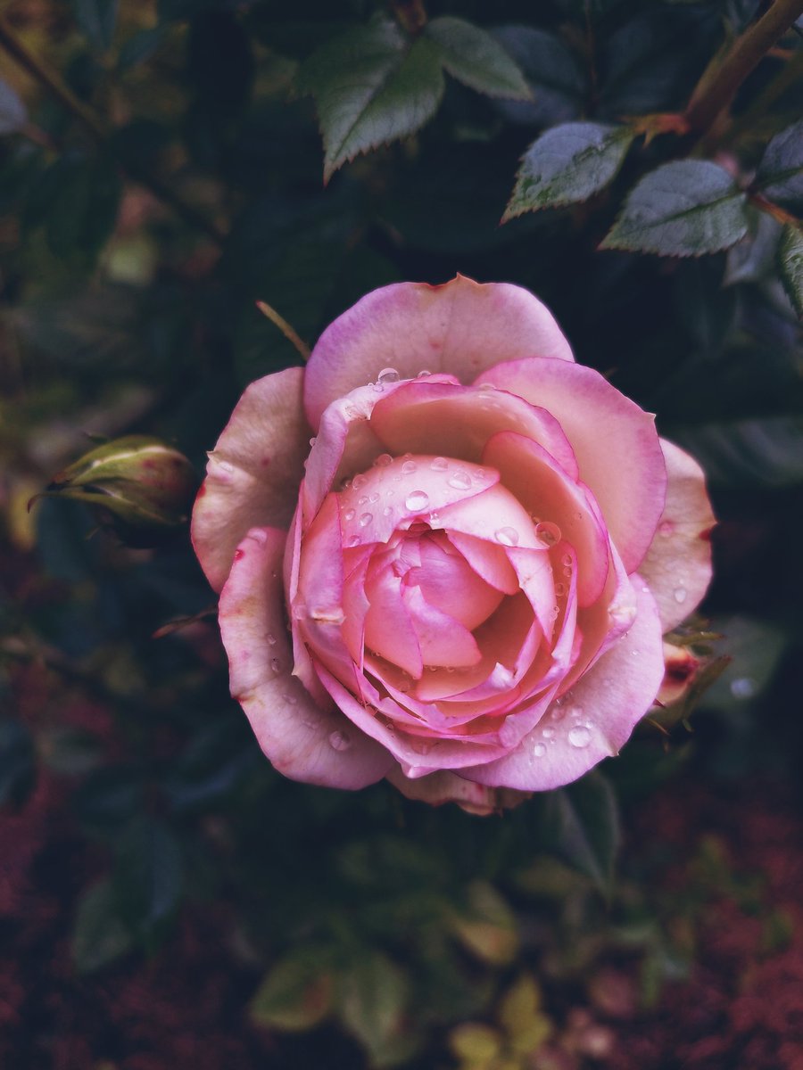 Metanoia tweet media