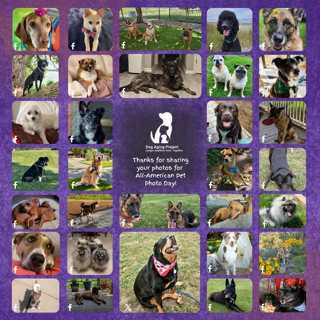 DogAgingProject's tweet image. A big shoutout to all of you who shared those super cute #dogphotos! 😍 We absolutely love our amazing community! ❤️🐶
🐾 If you haven’t joined the Dog Aging Pack yet, come join us at dogagingproject.org! We’d love to have you!