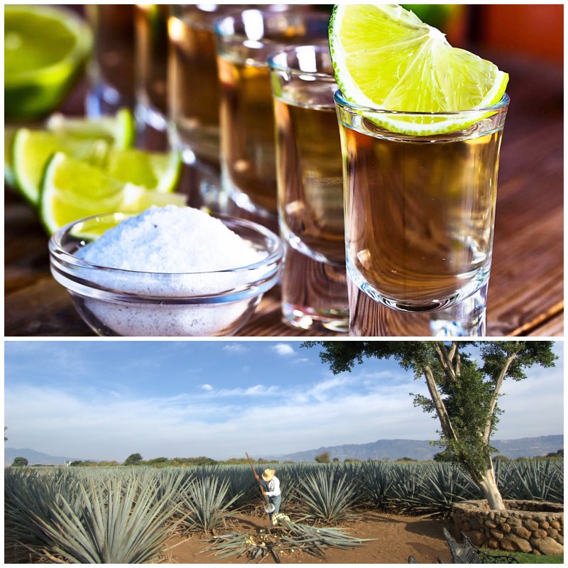 Jalisco cuna del tequila: símbolo de identidad y orgullo mexicano en el Día Nacional del Tequila

Conoce más aquí:

copasycorchos.com/2025/07/jalisc…